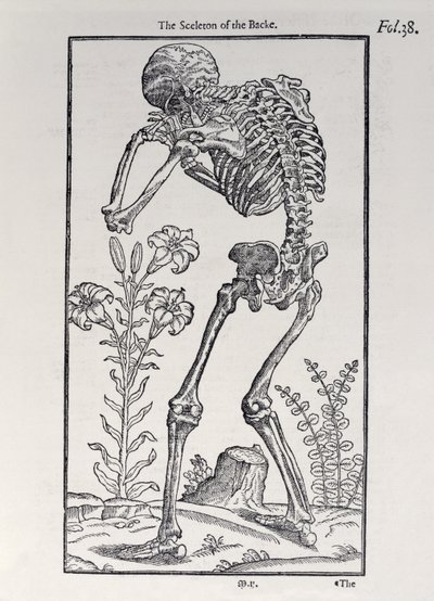 The Skelet of the Backplate från The History of Man publicerad av John Banister (1540-1610), 1578 av English School