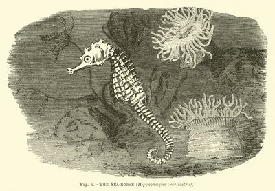 Havshästen, Hippocampus brevirostris av English School