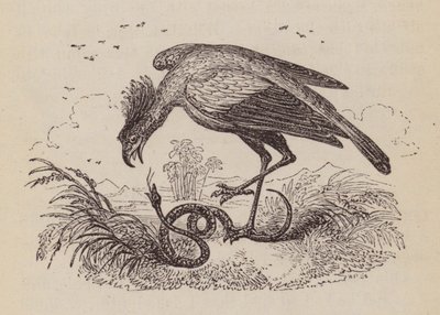 The Secretary Bird (gravyr) av English School