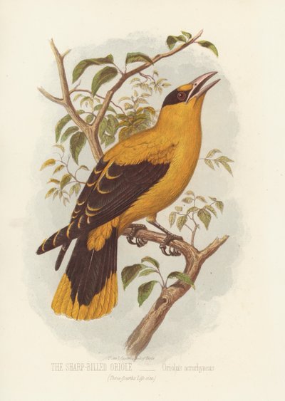 The Sharp-Billed Oriole, Oriolus Acrorhyncus (färg litho) av English School