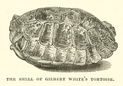 Skalet på Gilbert Whites sköldpadda (gravyr) av English School