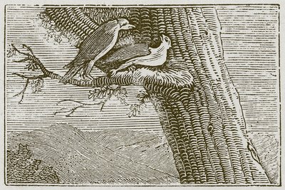 Den sjuka draken (gravyr) av English School