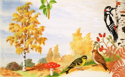 Silverbjörken och djur och växter du kan hitta runt det av English School