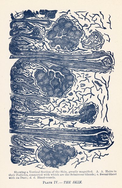Huden (färg litho) av English School