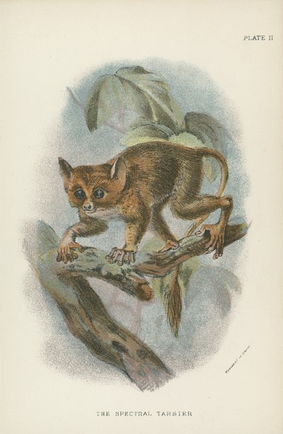 Den spektrala Tarsier av English School