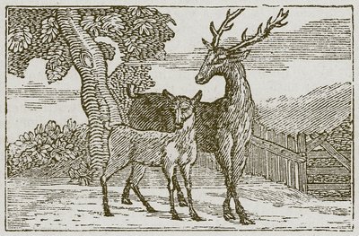 Hjorten och rådjuret (gravyr) av English School