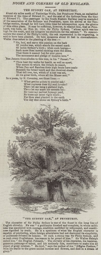Sydney Oak, vid Penshurst (gravyr) av English School
