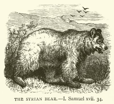 Den syriska björnen, I, Samuel, xvii, 34 (gravyr) av English School