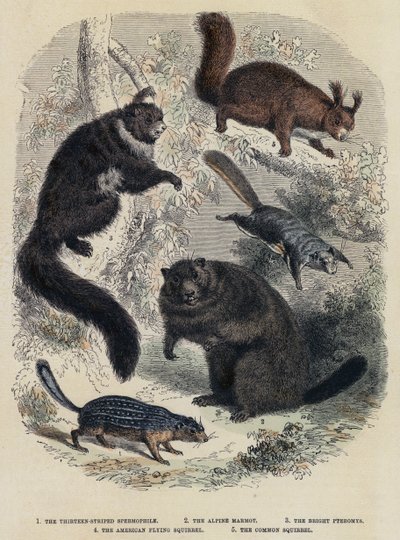 Den trettonrandiga spermofilen, den alpina murmeldjuren, den ljusa pteromysen, den amerikanska flygekorren, den vanliga ekorren (färgad gravyr) av English School