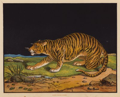 Tigern (färglitografi) av English School