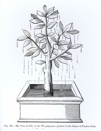 Livets träd, eller det gråtande trädet, planterat i Prester Johns stater, illustration från vetenskap och litteratur under medeltiden och renässansen, skriven och graverad av Paul Lacroix, 187 av English School