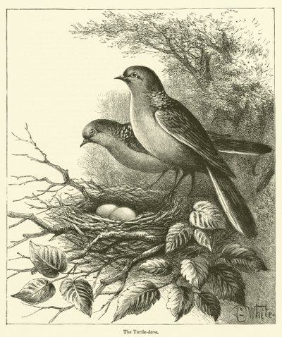 Turturduvan (gravyr) av English School