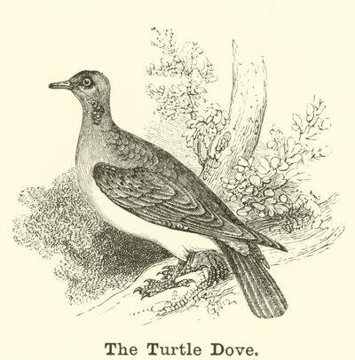 Turturduvan av English School