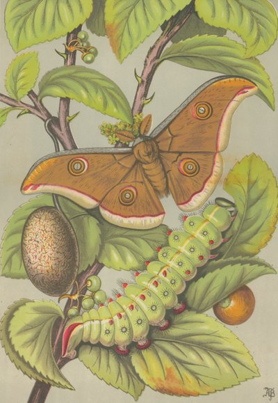 Tussarsilkesmasken i Indien (färg litho) av English School