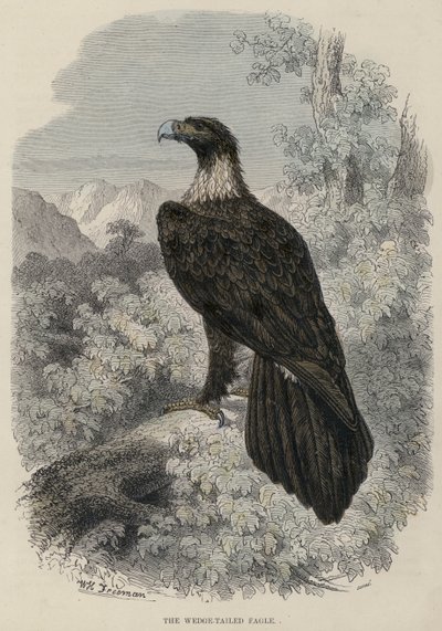 The Wedge-tailed Eagle (färgad gravyr) av English School