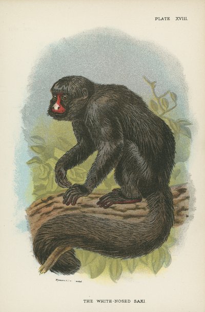 The White Nosed Saki av English School