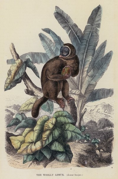 The Woolly Lemur, Lemur laniger (färgad gravyr) av English School