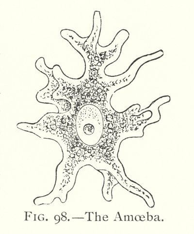 Amöban (litho) av English School