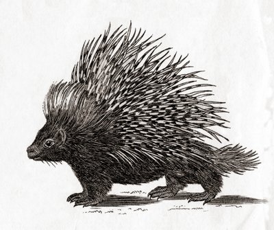Piggsvin (Hystrix cristata), från ett tryck (gravyr) från 1700-talet av English School