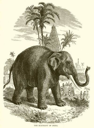 Indiens elefant av English School