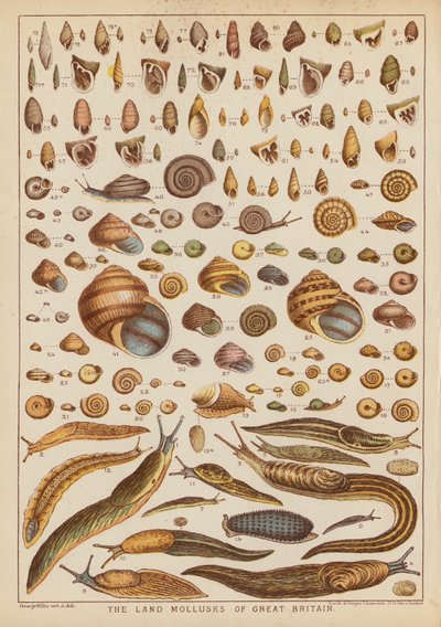 Storbritanniens landmollusker (gravyr i färg) av English School