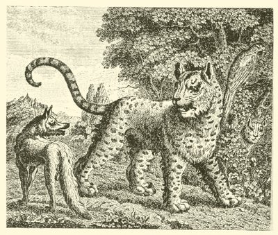 Leoparden och räven (gravyr) av English School