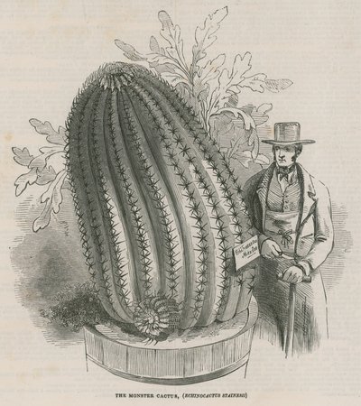 Monsterkaktusen (Echinocactus stainesh) vid Royal Gardens, Kew, London av English School