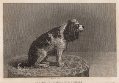 Den musikaliska spanieln i Darmstadt av English School