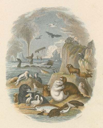 Den naturliga världen (färgad gravyr) av English School