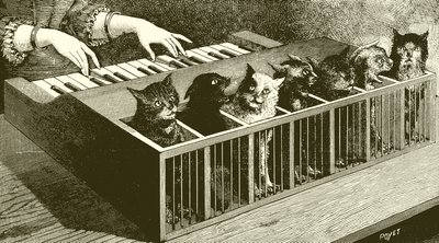 Katternas piano av English School