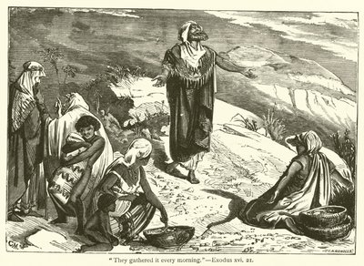 "De samlade det varje morgon", 2 Mosebok, xvi, 21 (gravyr) av English School