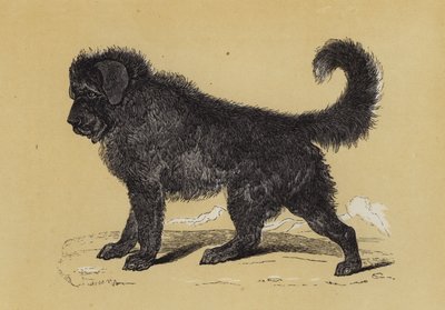 Thibet-hund (färglitografi) av English School