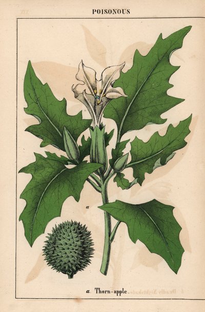 Taggäpple med vita blommor och taggig frukt.   , från "The Instructive Picturebook, or Lessons from the Vegetable World," [Charlotte Mary Yonge], Edinburgh av English School