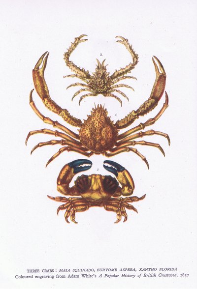 Three crabs, Nature in Britain publicerad av Collins av English School