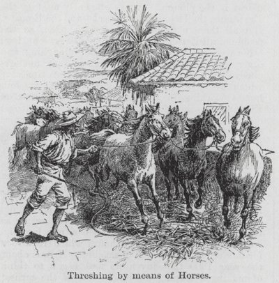 Tröskning med hjälp av hästar (gravyr) av English School