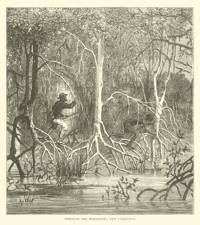 Genom mangrove, Nya Kaledonien av English School