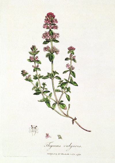 Timjan, Thymus vulgaris, utgiven av Dr. Woodville av English School