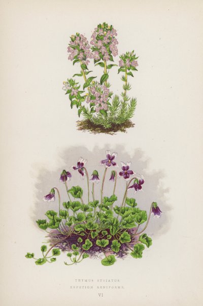 Thymus Striatus; Erpetion Reniforme (färglitografi) av English School