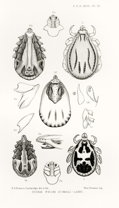 Fästingar från Somali-Land, illustration från The Hope Reports, Vol. II, 1897-1900., redigerad av Edward B. Poulton, Oxford, 1901 av English School
