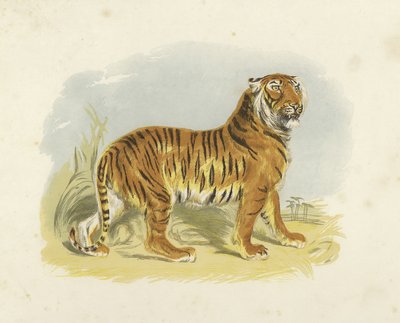 Tiger av English School