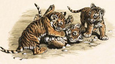 Tigerungar av English School