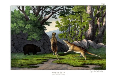 Tiger Wolf av English School