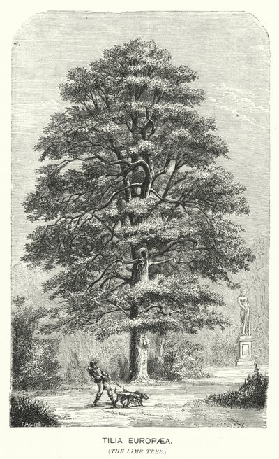 Tilia Europaea, Linden (gravyr) av English School