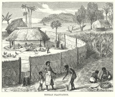 Tongan Plantation (gravyr) av English School