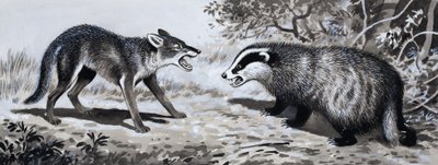 Tooth and Claw: Animals in Combat av English School