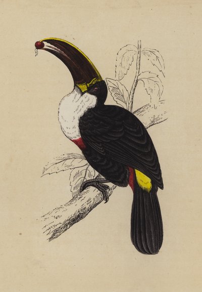Tukan (lito i färg) av English School
