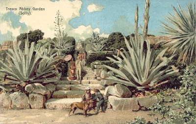 Tresco Abbey Garden, Scilly Isles, Cornwall (färg litho) av English School