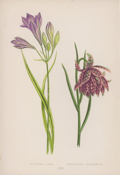 Triteleia Laxa; Fritillaria Meleagris (färg litho) av English School