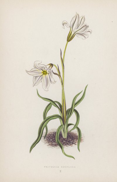 Triteleia Uniflora (färglitografi) av English School
