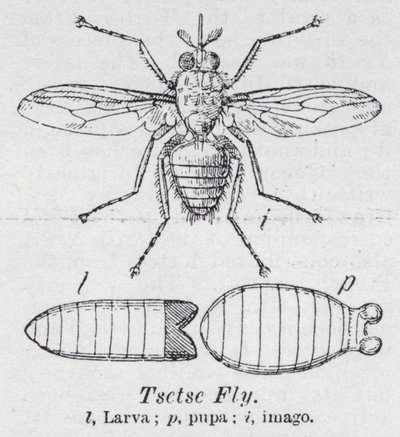 Tsetse fly (medlemmar) av English School